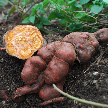 伏牛山深山何首乌新鲜何首乌赤首乌500克新鲜何首乌5斤新鲜何首乌3斤