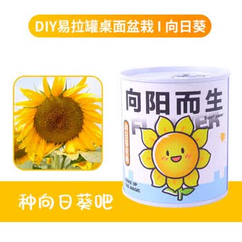 Touch Fish 罐装小盆栽桌面种植易拉罐头植物小学生科学实验礼物奖品 向阳而生（向日葵）