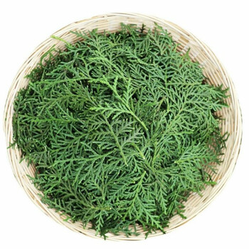 熏腊肉柏树枝现摘野生新鲜侧柏叶扁柏叶柏树叶枝洗发泡酒乌熏肉脱中