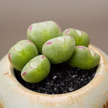 肉锥花多肉植物萌pp生石花番杏科群生口笛老桩口迪多头盆栽绿植抖音