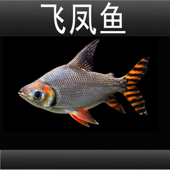 飞凤鱼排行- 京东 飞凤鱼排行- 京东