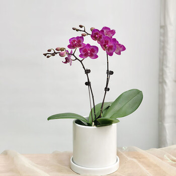 蝴蝶兰 好养兰花 洋兰 年宵花 绿植花卉小盆栽 容易复花花期超长 两个