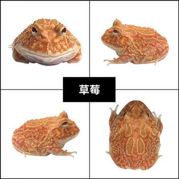 草莓角蛙(无赠品)【图片 价格 品牌 报价】-京东