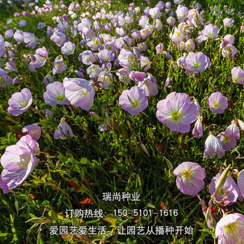 波斯菊花种子格桑花种籽子七彩四季开花易活花籽庭院野花组合种孑美丽月见草1000粒 肥料 图片价格品牌报价 京东