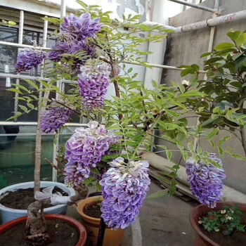 紫腾花树多花紫藤花苗树苗爬藤植物攀援花卉庭院围墙四季开花蔓藤紫老桩紫葡萄藤3年 图片价格品牌报价 京东