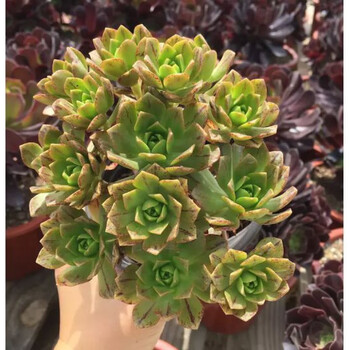 法师绿羊绒美杜莎锦赤霞飞缀欧紫红覆轮铜壶万圣节花卉多肉植物 绿茶