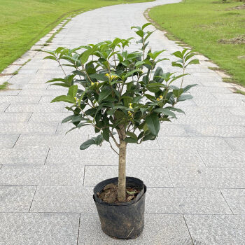 四季桂花盆栽矮霸桩桂花树苗植物景室内外卉开花浓香阳台庭院月桂 四