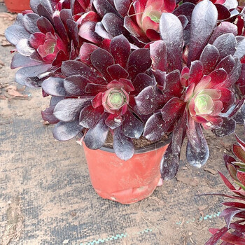 精选直发多肉多肉植物法师法师新三仙铜壶万圣节款欧紫6到8头