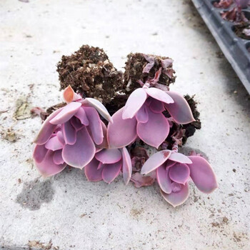 多肉植物稀有品种桃蛋组合室内阳台盆栽四季多肉老桩多头 丁香5颗 4cm