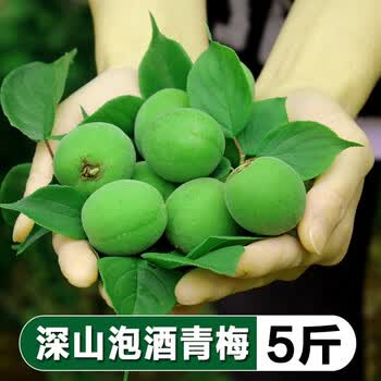 【云南现摘新鲜青梅】大理高山野生酸梅子泡酒鲜梅酵素酸脆梅孕妇新鲜