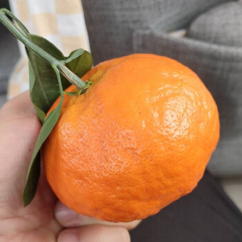 时染(shiran)四川明日见柑橘日本阿斯蜜农产品新鲜橘子应季水果新品种