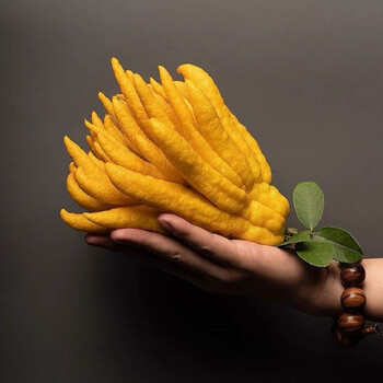 金华佛手柑 佛手果新鲜金佛手大果 清供闻香摆盘食用观赏 2斤大果