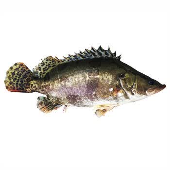 顺丰速运淡水湖桂鱼鳜鱼鳌花鱼桂花鱼季花鱼新鲜下单现杀2斤条两条装
