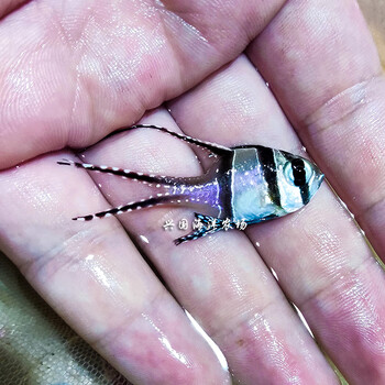 荣郁 巴黎天使 泗水玫瑰红眼玫瑰燕鱼小鳍帆鱼天竺鲷小型海水鱼活体