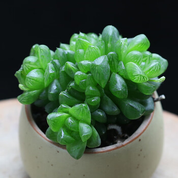 植物群生肉肉植物老桩多肉办公室内迷你绿植花卉盆栽sm 群生水晶玉露