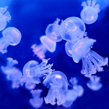 赤月水母活物网红小宠物好养无毒发光水母缸观赏水母夜光活体水母1525