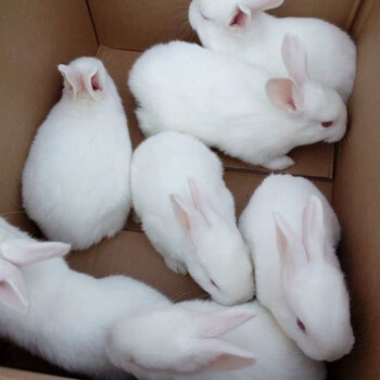 活兔子兔子幼崽家养兔宠物兔肉兔小白兔健康好养活繁殖力强新西兰白兔
