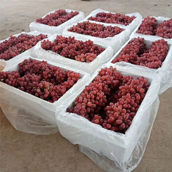 年货精选现摘克伦生红提葡萄新鲜应季孕妇水果爆甜无籽提子当季批发一