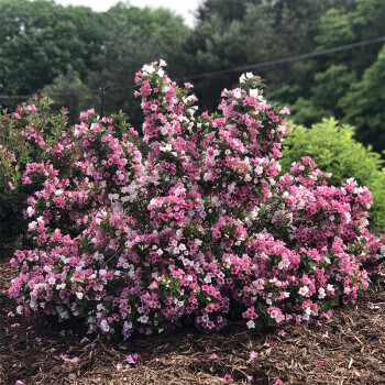 旭力 耐寒五彩锦带花树苗红王子锦带庭院绿化风景树盆栽地栽花卉花期