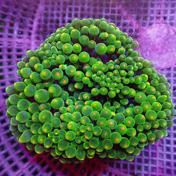 绿奶嘴红奶嘴海葵活体珊瑚绿地毯小丑鱼共生海葵软体橙点小丑葵757cm