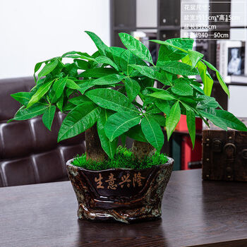 精品绿植发财树盆栽室内花卉办公室绿色植物小盆景客厅金钱树盆栽绿植