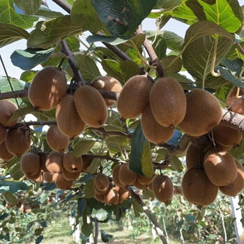 水果蔬菜周至翠香猕猴桃455斤礼盒装2030枚装现摘现发