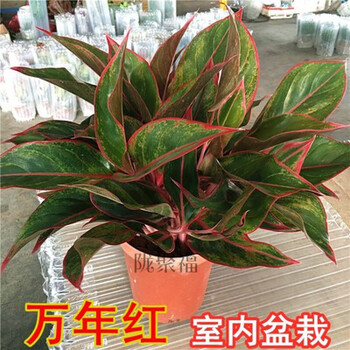 红如意皇后红叶万年青皇后创意盆栽花卉植物稀有品种绿植红心万年红3颗30cm高一盆不含盆 图片价格品牌报价 京东 红如意皇后红叶万年青皇后创意盆栽花卉植物稀有品种绿植红心万年红3颗30cm高一盆不含盆 图片价格品牌报价 京东