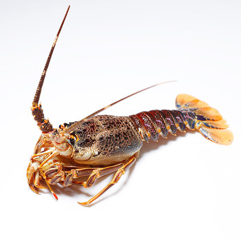 【鲜活】万龙洲 南非进口小奥龙大龙虾 海鲜水产生鲜 350g-450g