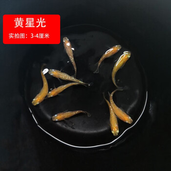 观背青鳉观赏鱼贵妃干支冷水金鱼原生迷你小锦鲤淡水活体魔法鱼卵黄星光2 1条备损 图片价格品牌报价 京东