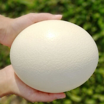 3斤左右超大鸵鸟蛋新鲜 鸸鹋蛋新鲜食用蛋 大号驼鸟蛋 熟蛋专拍