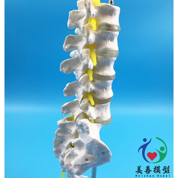 椎体模型品牌及商品- 京东