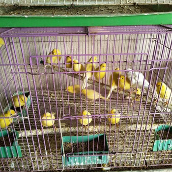 zxc活体玉鸟红桂皮芙蓉山东黄玉鸟白玉鸣唱鸟白燕辣椒红玉鸟 扬州黄母