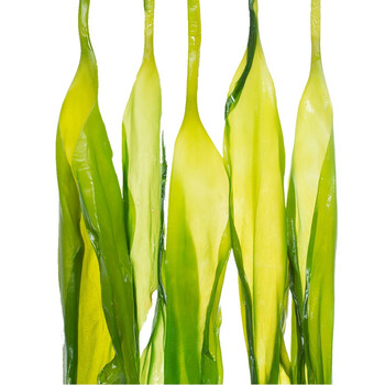 东海清海带苗海藻裙带菜新生鲜盐渍半干闽东特产海带嫩芽500g1袋