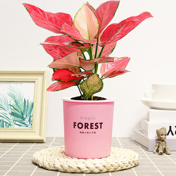 办公好养易活美观红火植物如意皇后观赏 吉利红(粉色forest吸水盆)