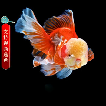 族萃百褶金魚精品活魚進口f1泰獅紅白菠蘿泰師百褶裙好養包活國粹 6