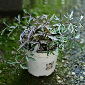 逸棵 接骨木盆栽 落叶灌木 欧洲接骨木 西洋接骨木园艺观赏 花园地栽