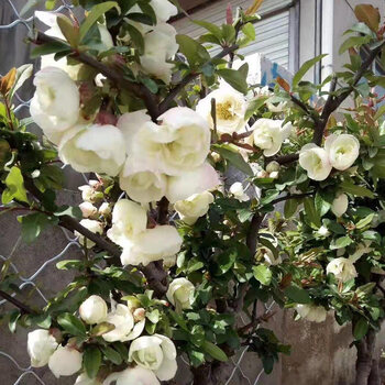 盆栽树苗盆景重瓣老桩阳台庭院绿植物室内花卉四季开花好养 茶白海棠