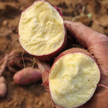 白心板栗薯苗100棵脱毒原种商薯19种苗打粉高产高淀粉型红薯种子 济薯