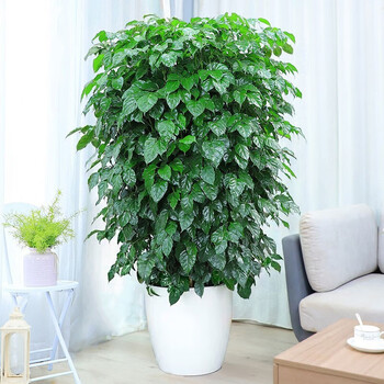 送货上门绿宝造型双层幸福树大型盆栽富贵植物室内客厅办公室净化空气