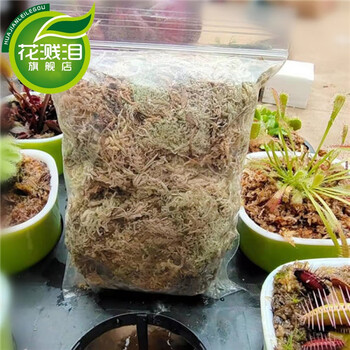 捕蝇草盆栽食人花植物猪笼草瓶子草茅膏菜室内食虫子草夏季易活捕蝇草专用水苔带盆栽好 图片价格品牌报价 京东