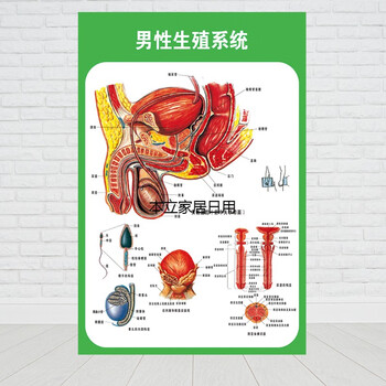 运动消化生殖泌尿神经解剖内脏骨骼肌肉医院医学挂图 男性生殖系统