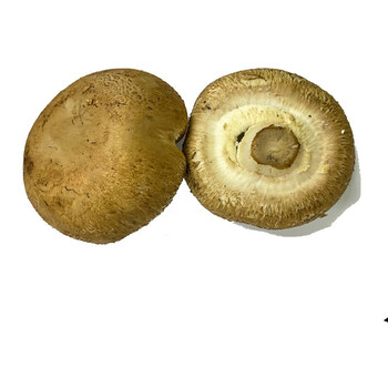 新鲜菇约500g 新鲜菌菇  波多黎各菌 浅棕色 500g