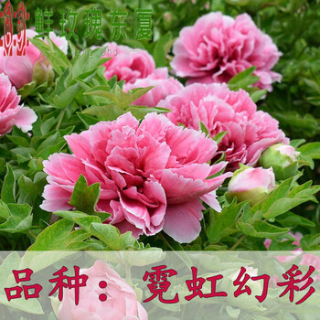 大花室内植物花卉庭院四季盆栽树苗好养折叠的霓虹焕彩912分枝不含盆