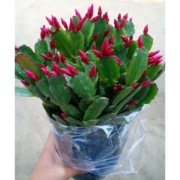仙人柱量天尺仙人掌无刺龙骨大型多肉盆栽植物擎天柱 蟹爪兰一盆15棵