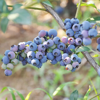 蓝莓树苗栽水果树果苗南方北方种植户外活苗结果可吃四季阳台 3年苗 2棵套餐 50cm(含)-60cm(不含)