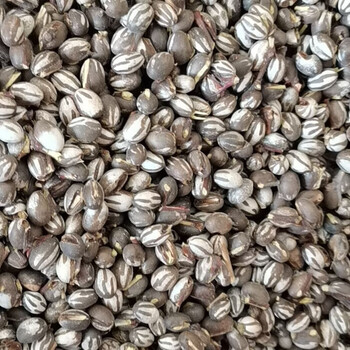 上海可发坦克虫杨拉罐活洋辣子鲜活野生仓鼠粮食东北特产鱼饵宠物增肥
