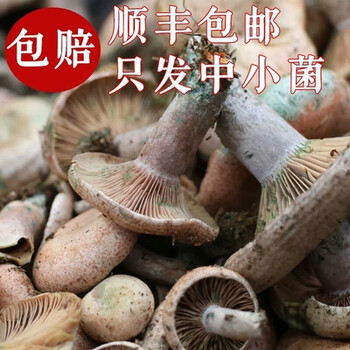 净樱湖南乌红枞菌新鲜蘑菇黄枞菌寒菌野生枞菌黄纵菌松树菌重阳菌500克中小朵顺丰空运 乌纵菌中小朵 500g【图片 价格 品牌 报价】-京东