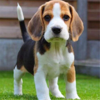 英国小猎犬米格鲁短毛纯种大耳朵活体巴吉度犬幼犬米格鲁犬猎兔犬公母