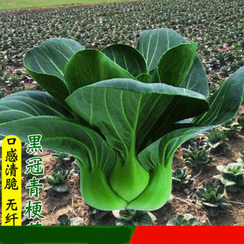 納格蘭蔬菜黑葉青菜種子黃大頭油亮黑大頭青菜種籽田園陽臺大田 油亮