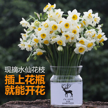 水仙花鲜切花水养鲜花束室内插花水培花卉浓香基地漳州水仙花冬季单瓣一捆50枝 普通快递 不含盆 图片价格品牌报价 京东 水仙花鲜切花水养鲜花束室内插花水培花卉浓香基地漳州水仙花冬季单瓣一捆50枝 普通快递 不含盆 图片价格品牌报价 京东